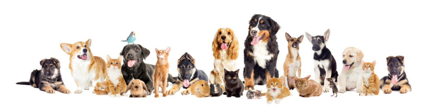 Pet Animal Names List - Discover Popular Names for Your Pets