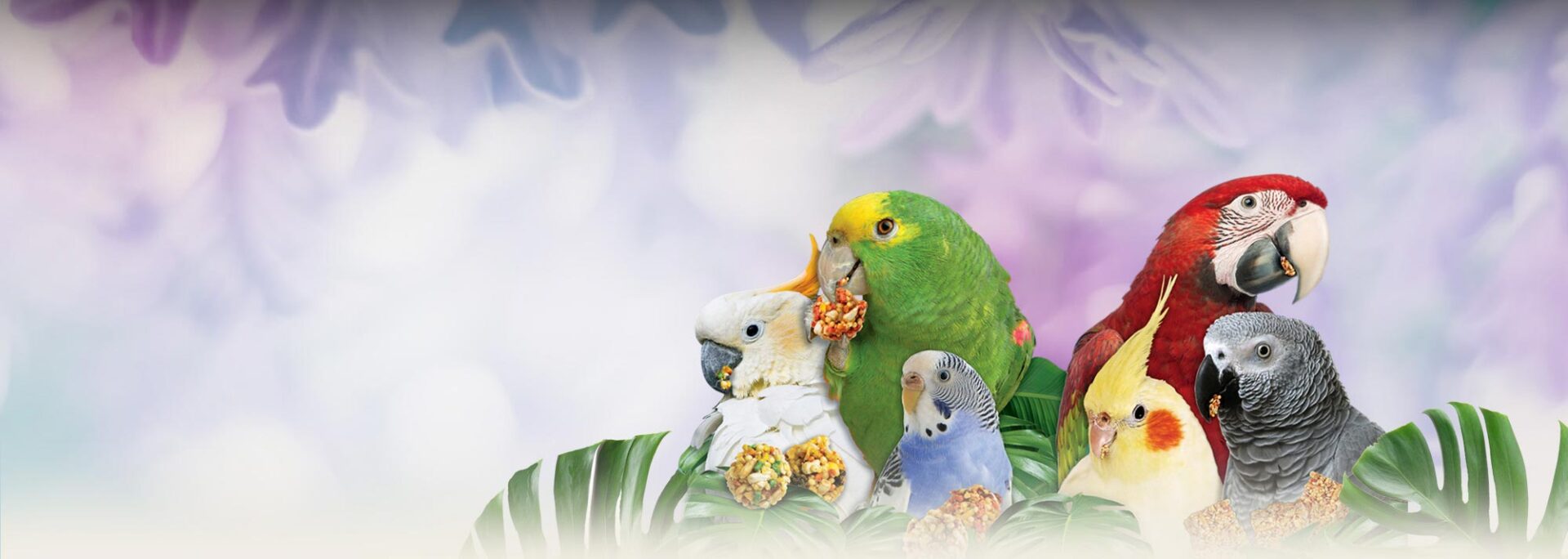 Domesticated Birds Facts | Learn About Pet Birds