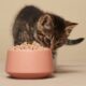 Kitten Food Guide: Tips for Choosing the Best Food for Your Feline