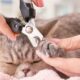 Cat Nail Clipping Tips: How to Safely Trim Your Cat's Nails