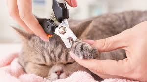 Cat Nail Clipping Tips: How to Safely Trim Your Cat's Nails