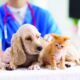 Animal Check-Up Frequency | How Often Should You Take Your Pet to the Vet
