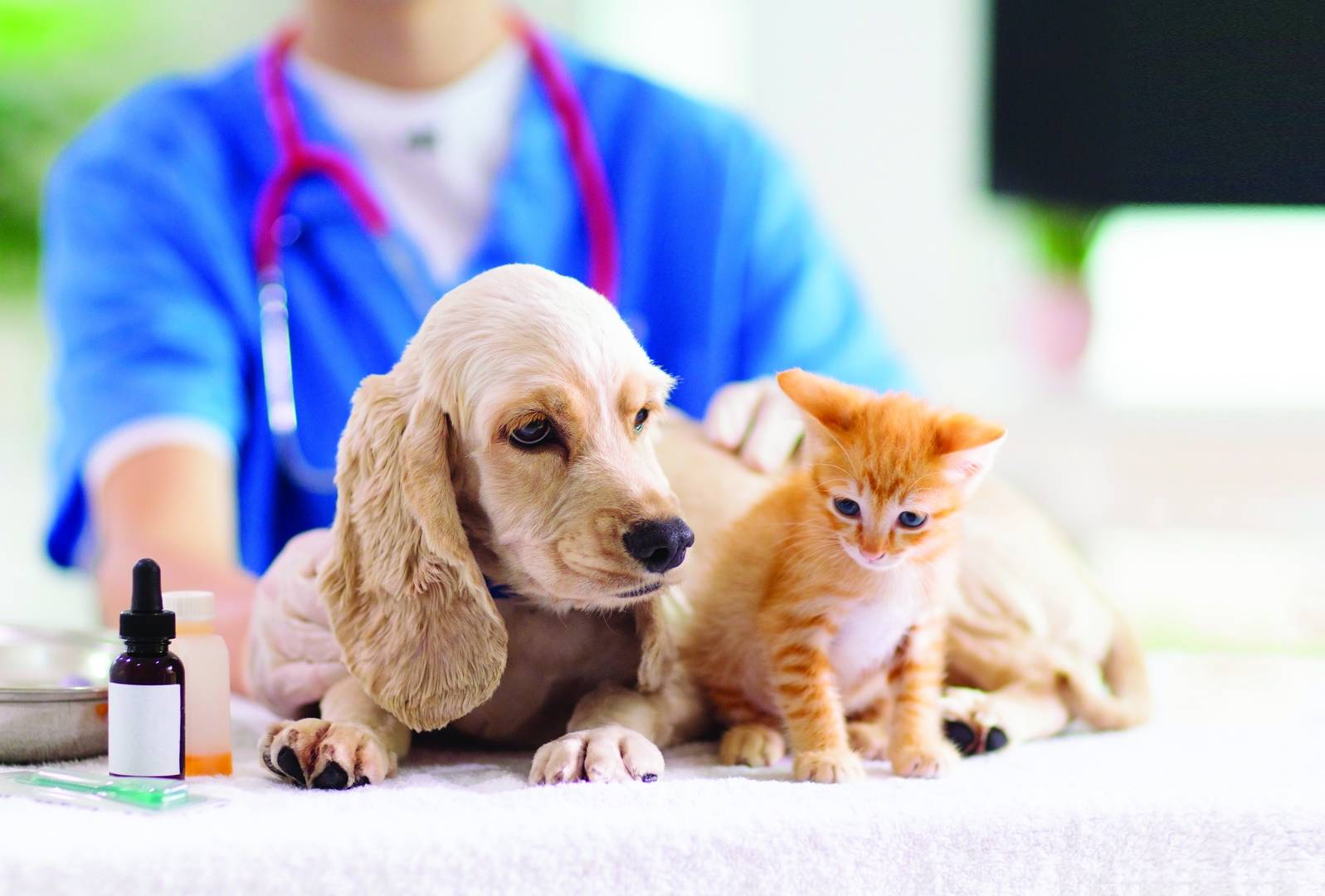Animal Check-Up Frequency | How Often Should You Take Your Pet to the Vet