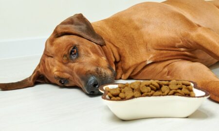 What Can Sick Dogs Eat? Nutritious Diet for Canine Health and Recovery
