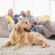 Good Family Dogs: Choosing the Perfect Canine Companion for Your Family
