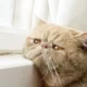 Common Cat Health Issues: Tips to Keep Your Feline Friend Healthy