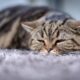 Comforting Sick Cat: Tips for Providing Comfort and Care