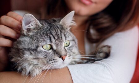 Where Do Cats Like to Be Petted? Best Places for Maximum Happiness