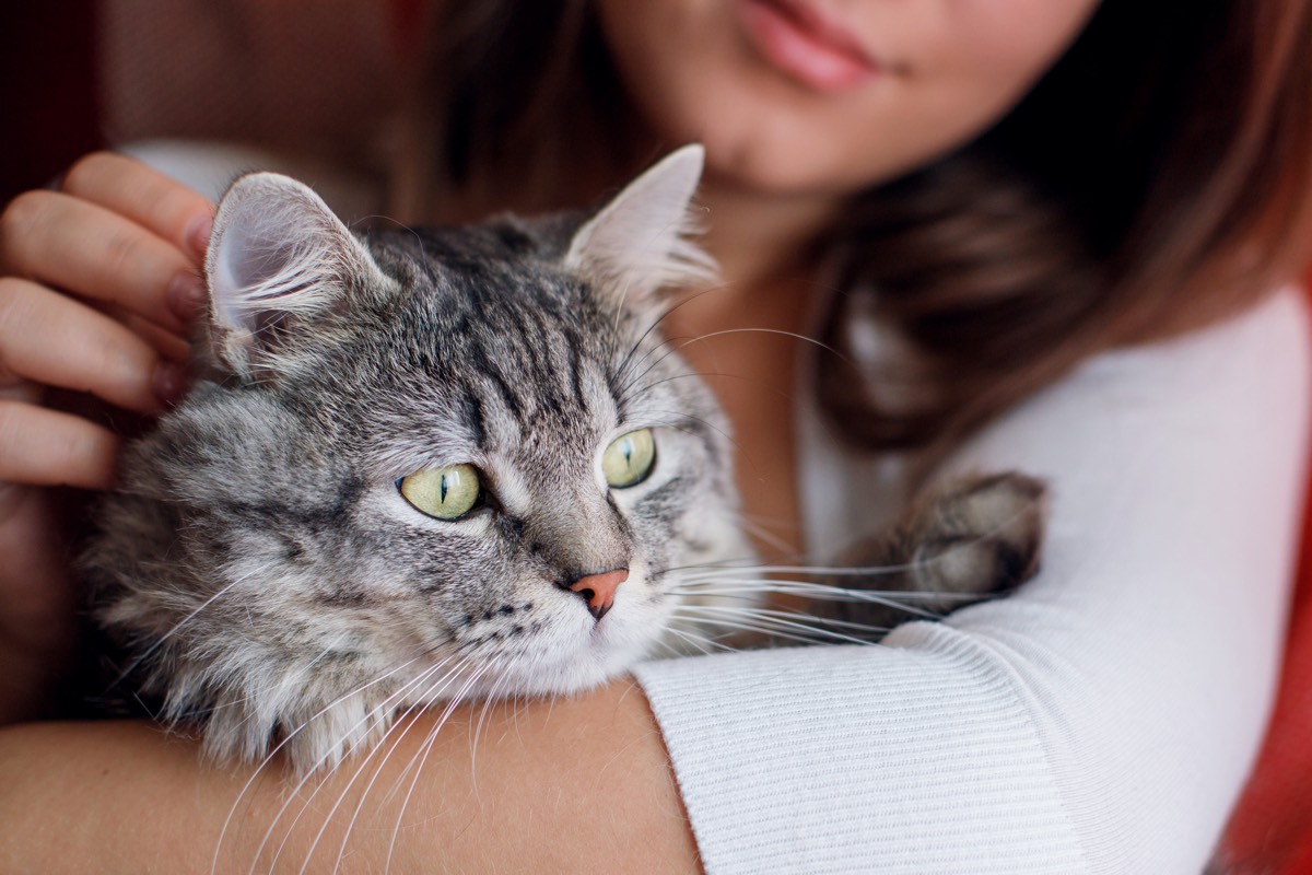 Where Do Cats Like to Be Petted? Best Places for Maximum Happiness