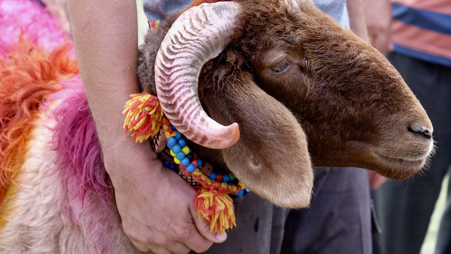 Animal Sacrifice Eid: Understanding the Tradition and Ethics