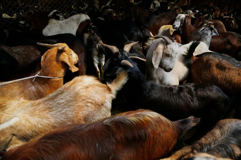Animal Sacrifice in Countries: Understanding Cultural Practices
