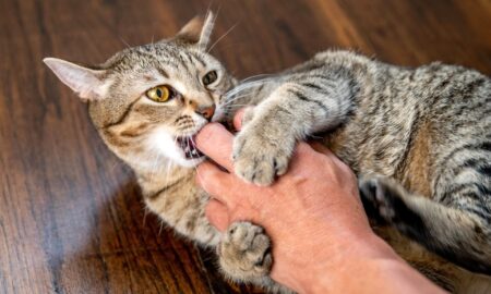 Cat Biting When Petted.Why? - Understanding Feline Behavior
