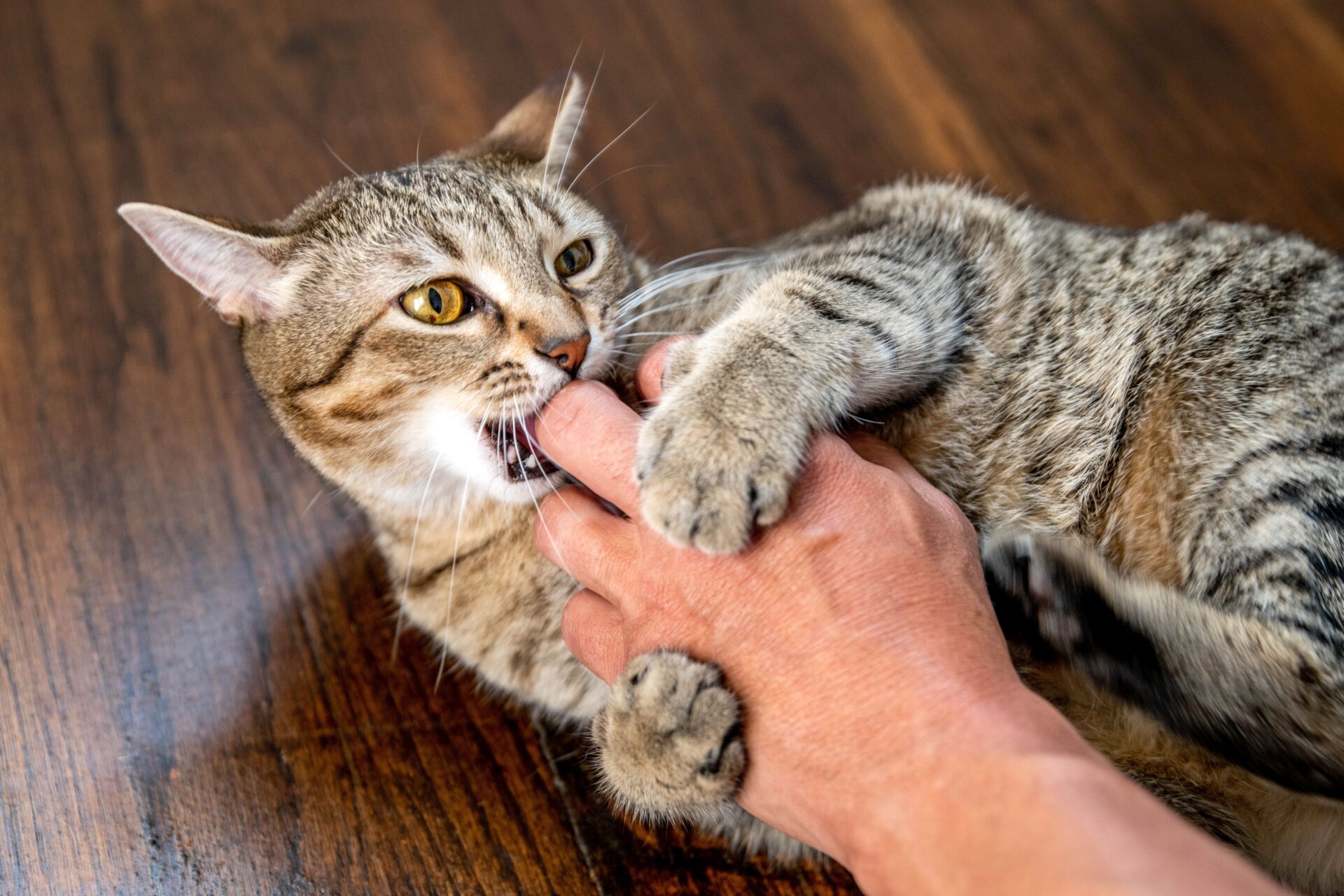 Cat Biting When Petted.Why? - Understanding Feline Behavior