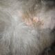 Why Does My Cat Scratch Her Ears Until They Bleed? - Understanding the Causes