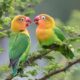 When Love Birds Breed: Understanding Lovebird Reproduction