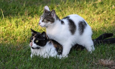Cat Mating Season: When Do Cats Mate
