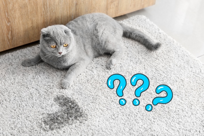 Effective Ways to Get Cat Pee Smell Out of Carpet