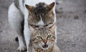 Time of Year for Cat Mating? Understanding Feline Reproduction
