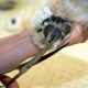 Dog Paw Shaving Guide | Grooming Tips