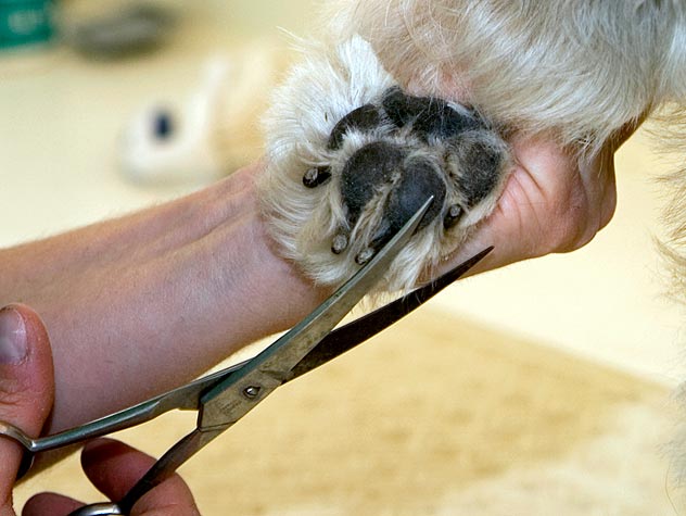 Dog Paw Shaving Guide | Grooming Tips