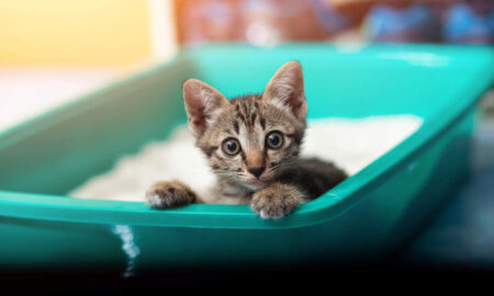 Kitten Litter Box Training: How to Train Kittens