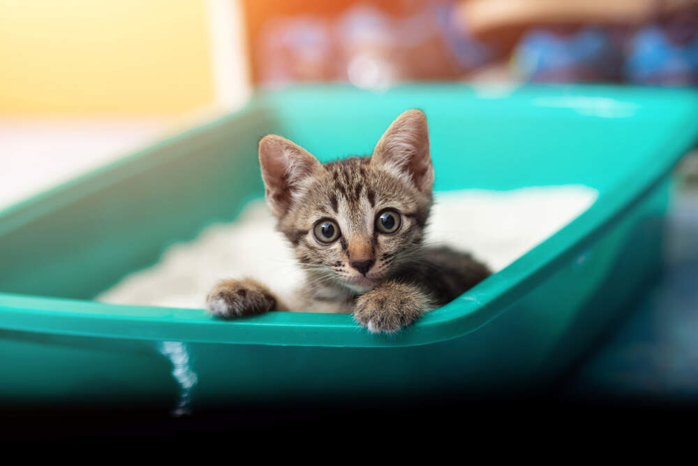 Kitten Litter Box Training: How to Train Kittens
