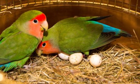 When Love Birds Start Laying Eggs: A Guide to Lovebird Reproduction
