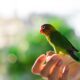 Are Love Birds Friendly? Understanding the Social Behavior of Pet Lovebirds