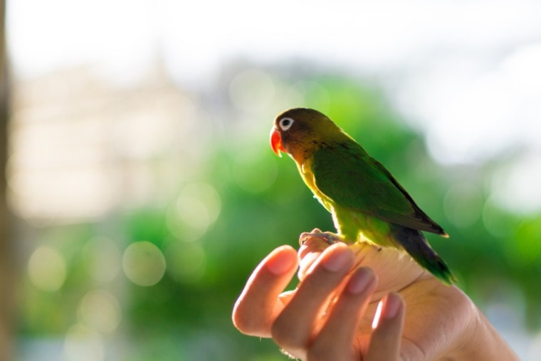 Are Love Birds Friendly? Understanding the Social Behavior of Pet Lovebirds