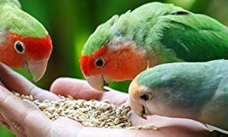 What Love Birds Eat: A Comprehensive Guide to Lovebird Nutrition