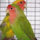 American Love Birds: A Guide to Avian Romance in the USA