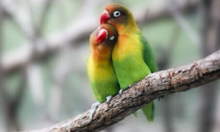 Love Birds Mating Season: Timing and Behavior of Avian Romance