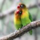 Love Birds Mating Season: Timing and Behavior of Avian Romance