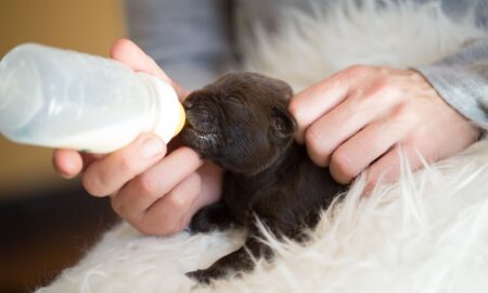 Newborn Puppy Care Without Mother: Expert Tips