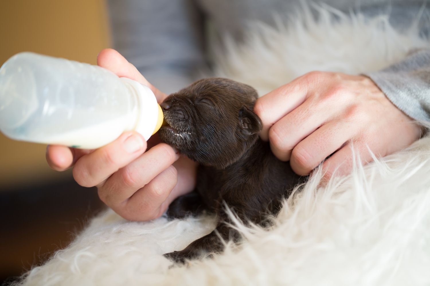 Newborn Puppy Care Without Mother: Expert Tips