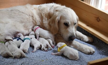 Newborn Puppy Care Tips: Expert Advice