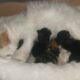 How to Care for Newly Born Kittens: Expert Tips and Advice