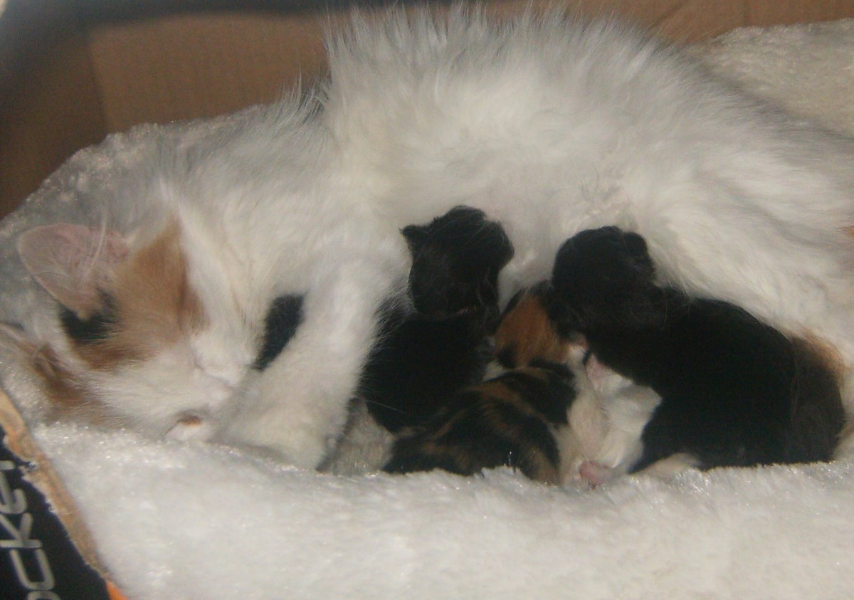 How to Care for Newly Born Kittens: Expert Tips and Advice