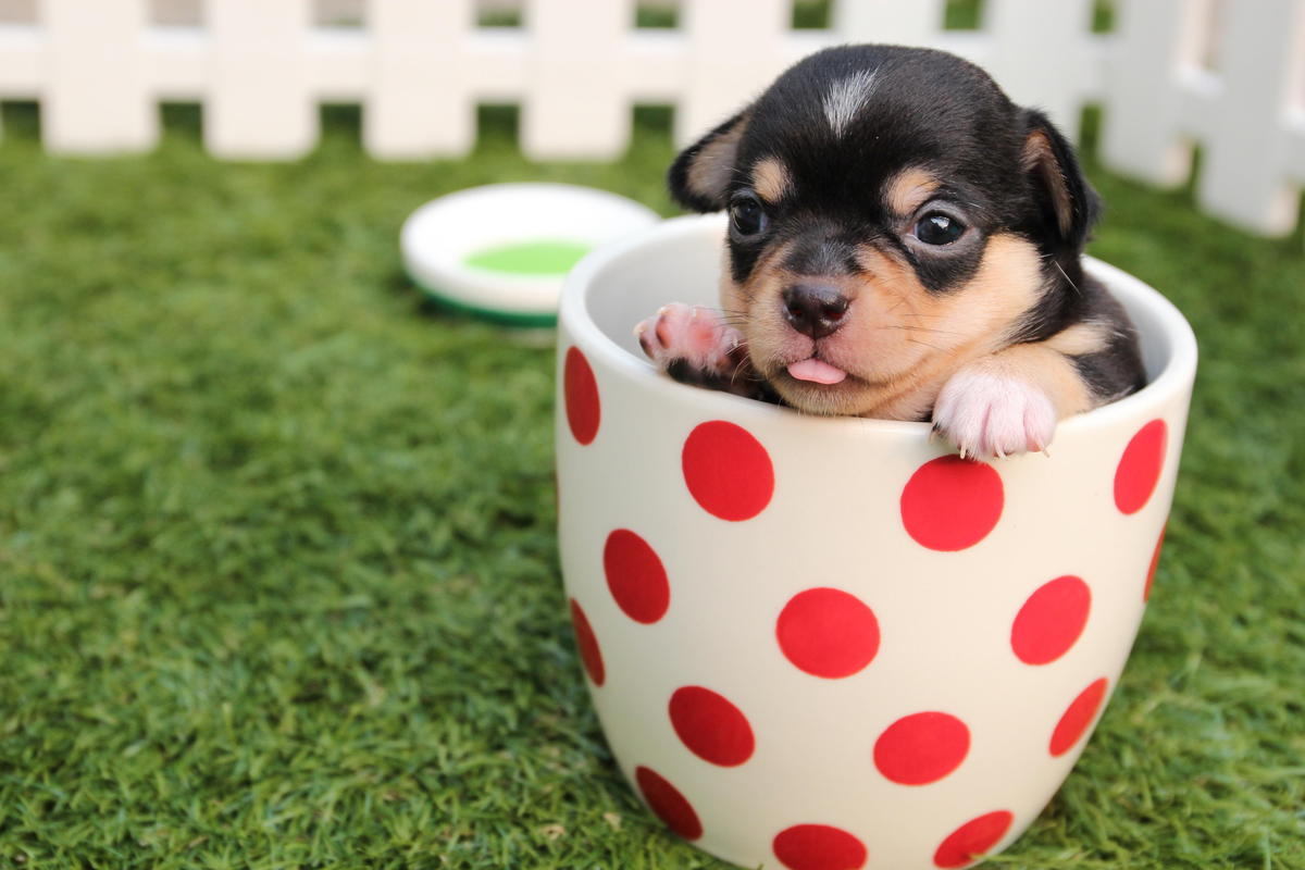 Putting Newborn Puppies Outside: The Right Time and Tips