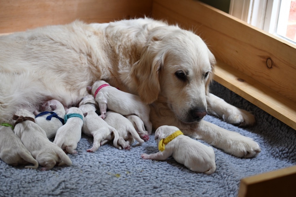 Newborn Puppy Care Tips: Expert Advice
