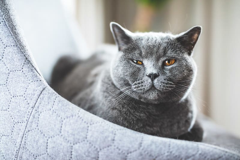 Cat Squinting One Eye No Discharge: Causes & Solutions