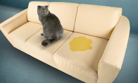 Cat Pee Smell Out of Leather Couch: Quick Tips