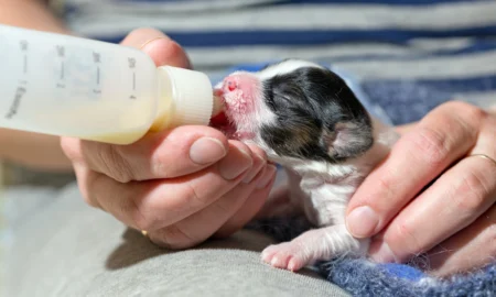 Newborn Puppy Feeding: How Long Can a Newborn Pup Go Without Nursing?