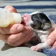 Newborn Puppy Feeding: How Long Can a Newborn Pup Go Without Nursing?