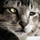 Cat Squinting Eye: Tips for Relief