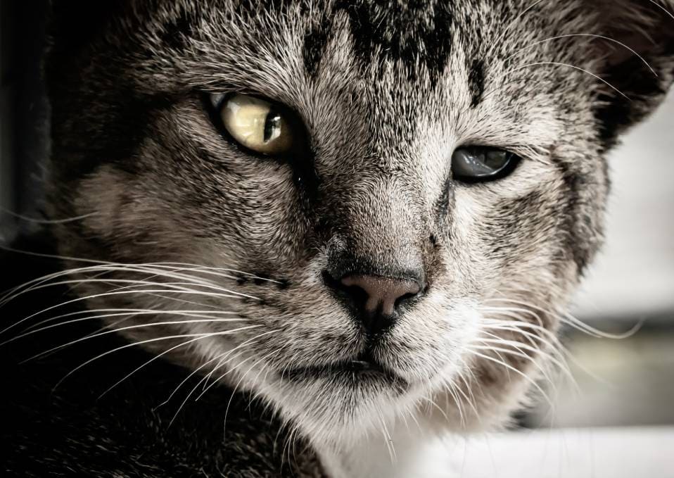Cat Squinting Eye: Tips for Relief