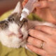Kitten Eye Infection Treatment: Quick Solutions